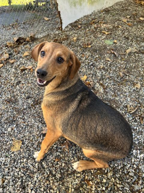 Gamgee, Adoptable, Puppy Male Hound & Wirehaired Terrier.