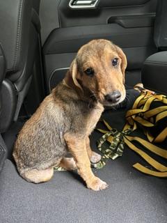 Gamgee, ADOPTABLE, Puppy Male Hound & Wirehaired Terrier.