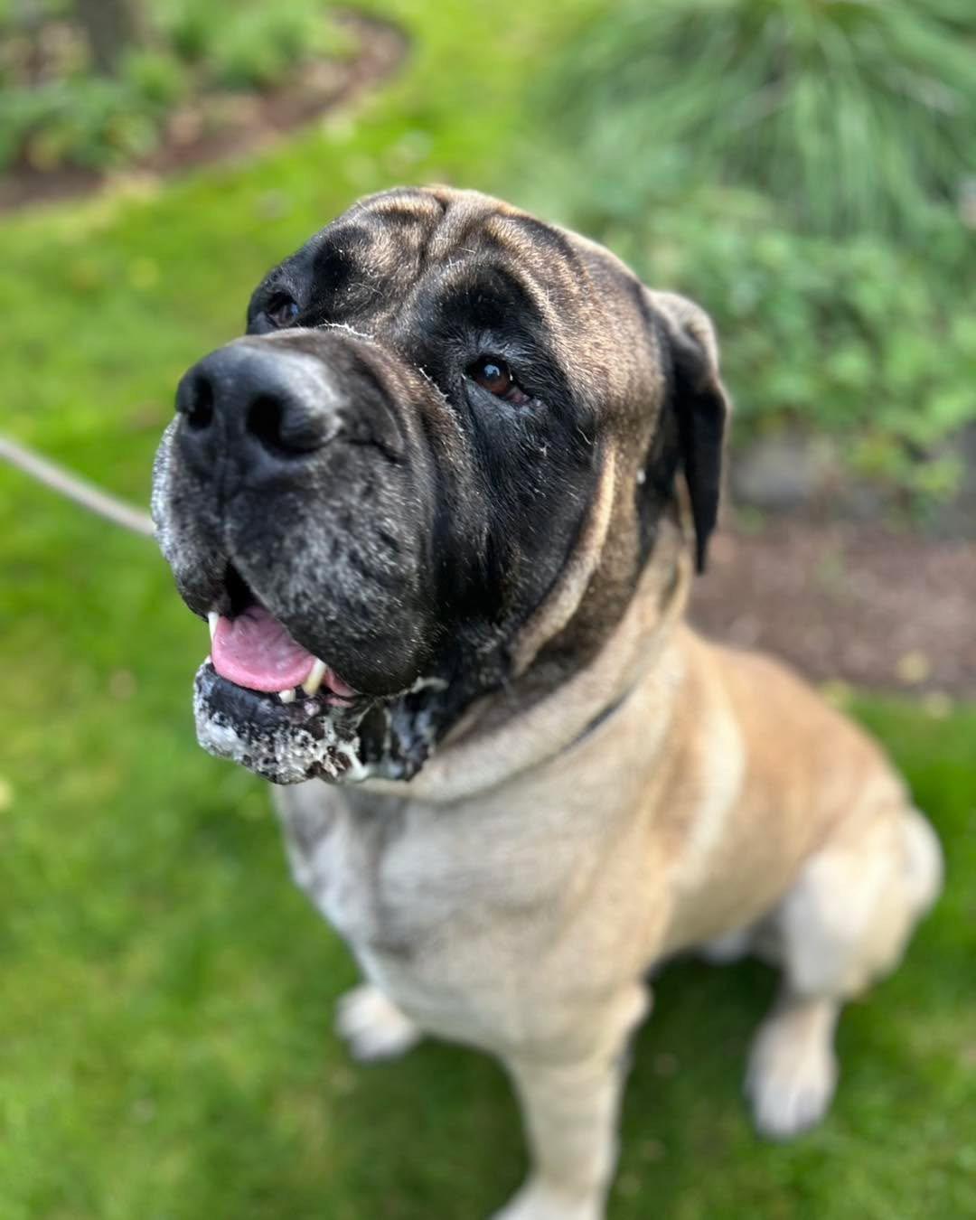 Chief, Adoptable, Senior Male Mastiff.