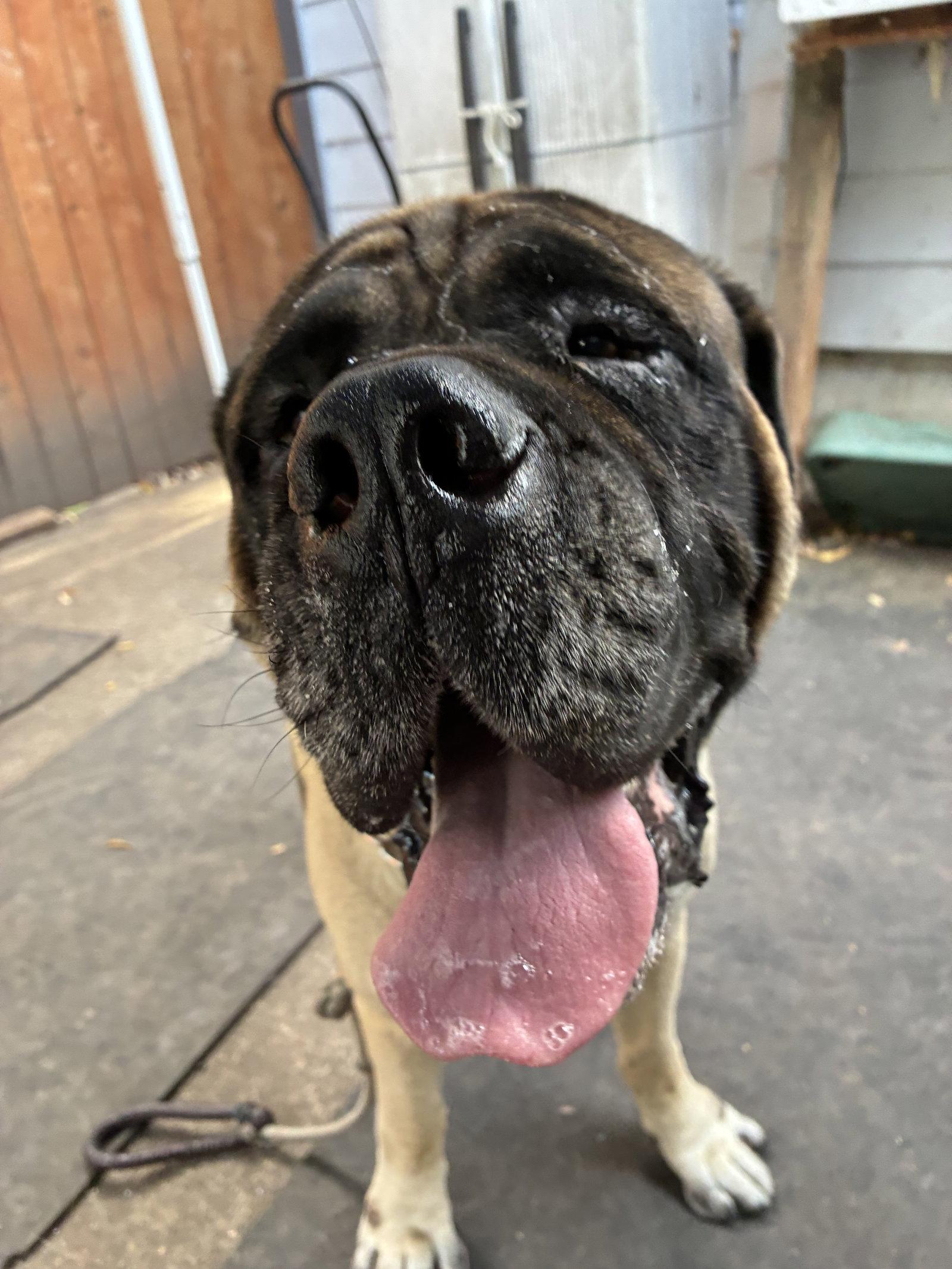 Enlarge Chief, a Adoptable Mastiff in McMinnville, OR image 2/2