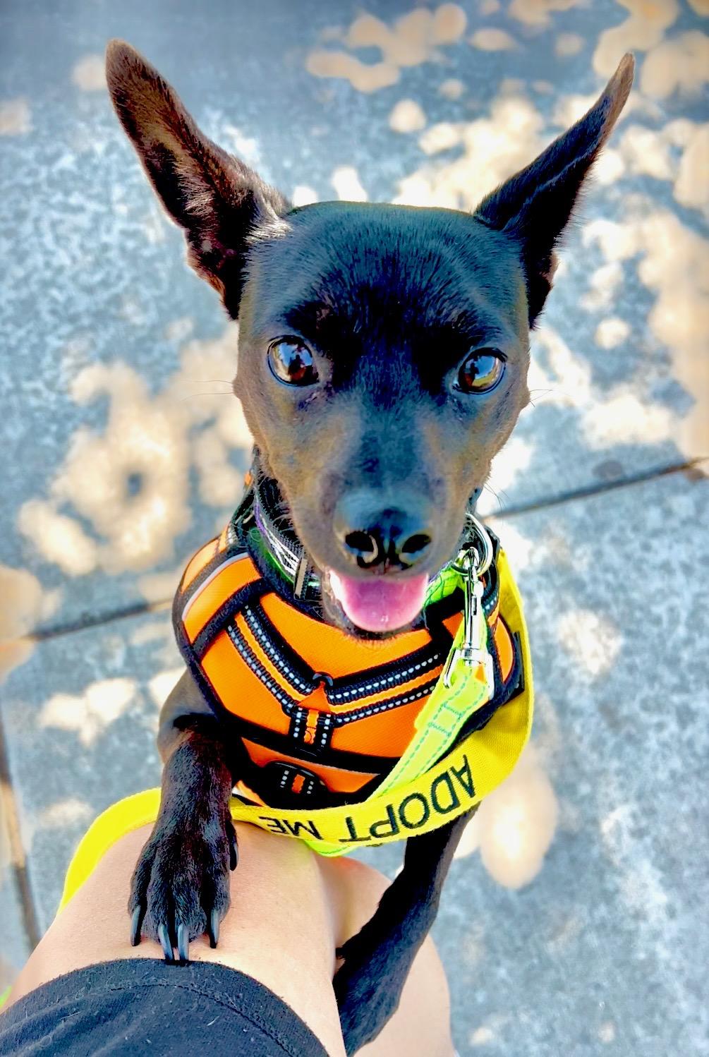 Max, an adoptable Terrier, Chiweenie in san ramon, CA, 94583 | Photo Image 2