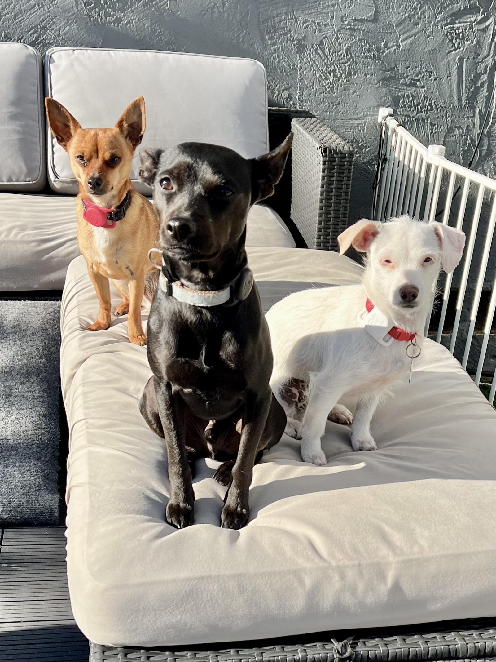 Max, an adoptable Terrier, Chiweenie in san ramon, CA, 94583 | Photo Image 5