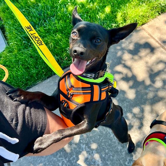 Max, an adoptable Terrier, Chiweenie in san ramon, CA, 94583 | Photo Image 1