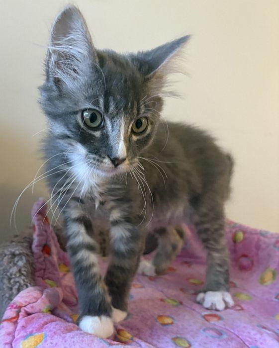 Enlarge SALISH, an adopted mixed breed in Sequim, WA image 2/3