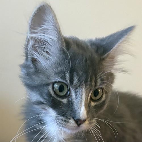 SALISH, adopted, Kitten Male Domestic Short Hair.