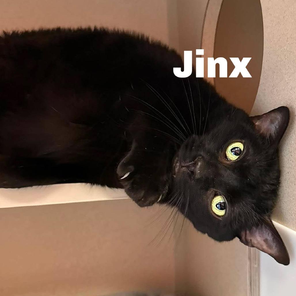 Enlarge Jinx 260564, a Adoptable Domestic Short Hair in Escanaba, MI image 1/1