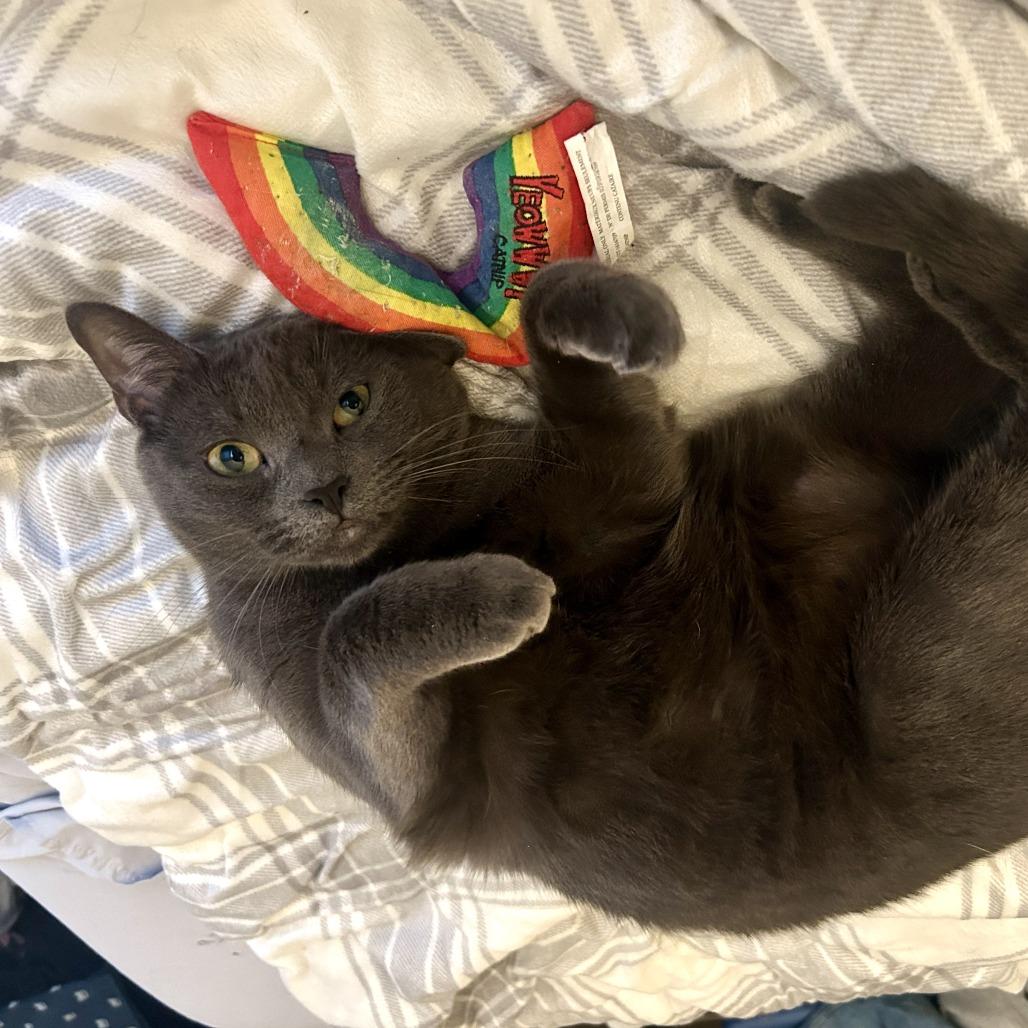 Stitch — thumbnail 2