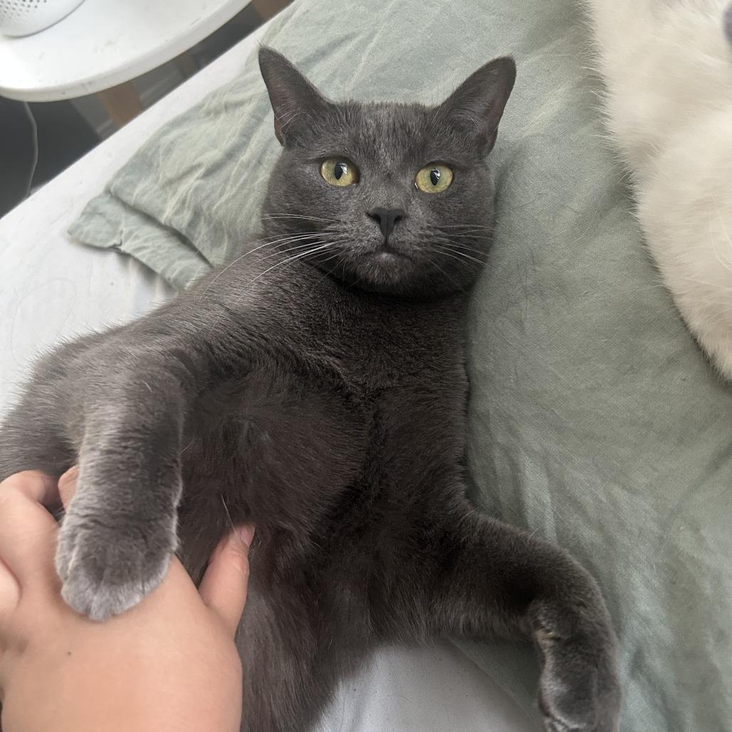 Stitch — thumbnail 3