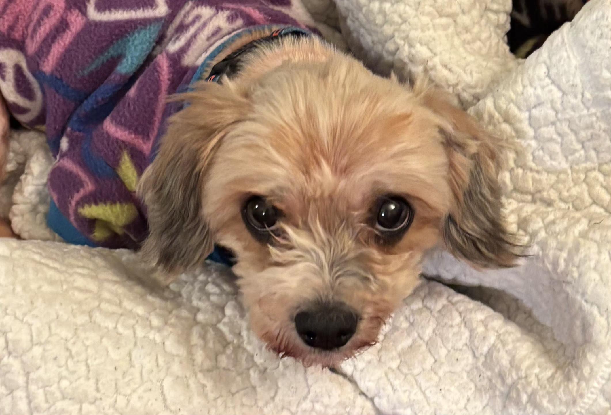 Mandy, a ADOPTABLE mixed breed in Tunkhannock, PA image 2/2