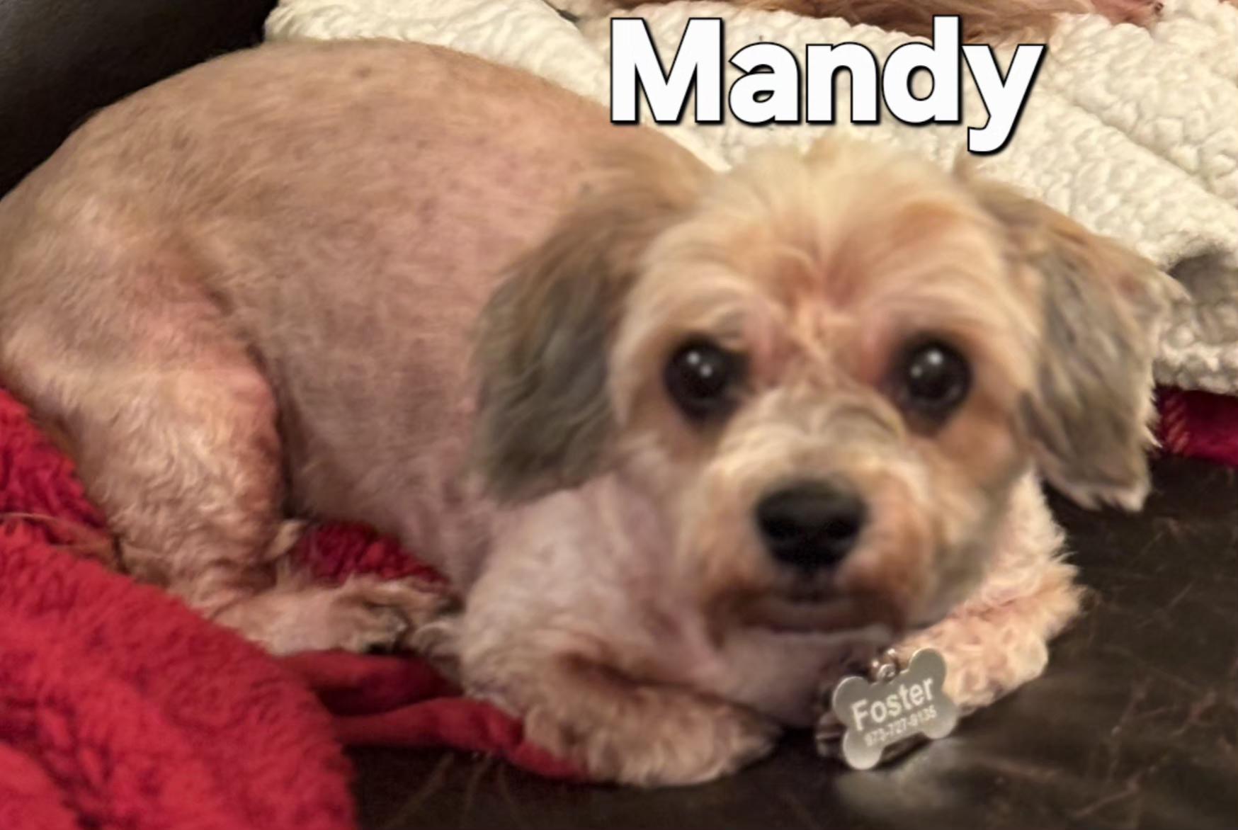 Mandy, a ADOPTABLE mixed breed in Tunkhannock, PA image 1/2