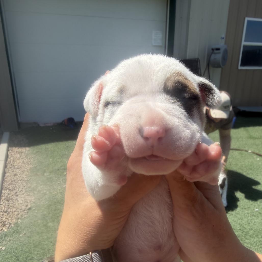 Sir Chonksworth, Adoptable, Puppy Male Australian Cattle Dog / Blue Heeler & Pit Bull Terrier.