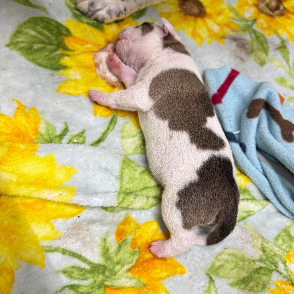 Enlarge Sir Chonksworth, a Adoptable mixed breed in Fulton, MO image 2/5
