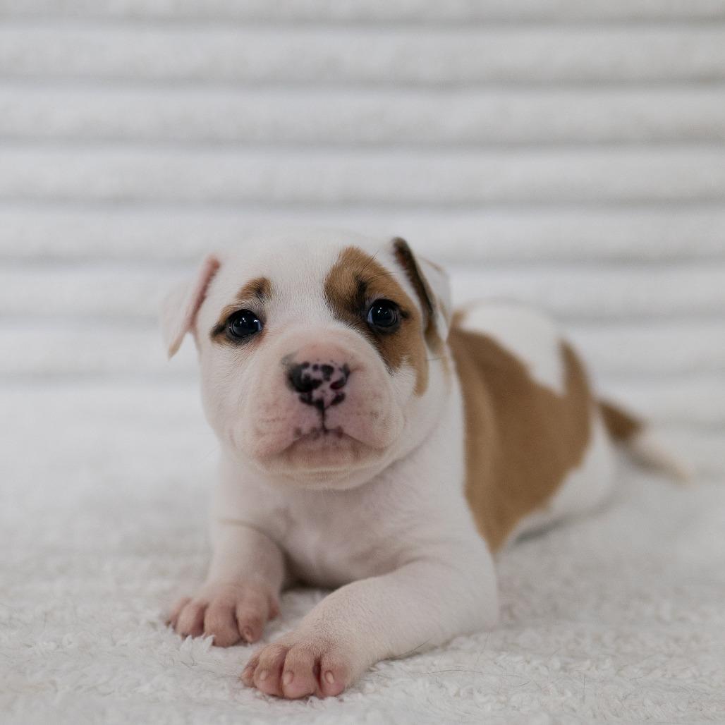 Enlarge Sir Chonksworth, a Adoptable mixed breed in Fulton, MO image 3/5