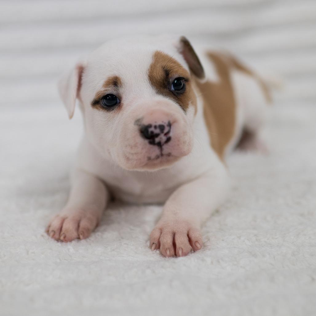 Enlarge Sir Chonksworth, a Adoptable mixed breed in Fulton, MO image 5/5