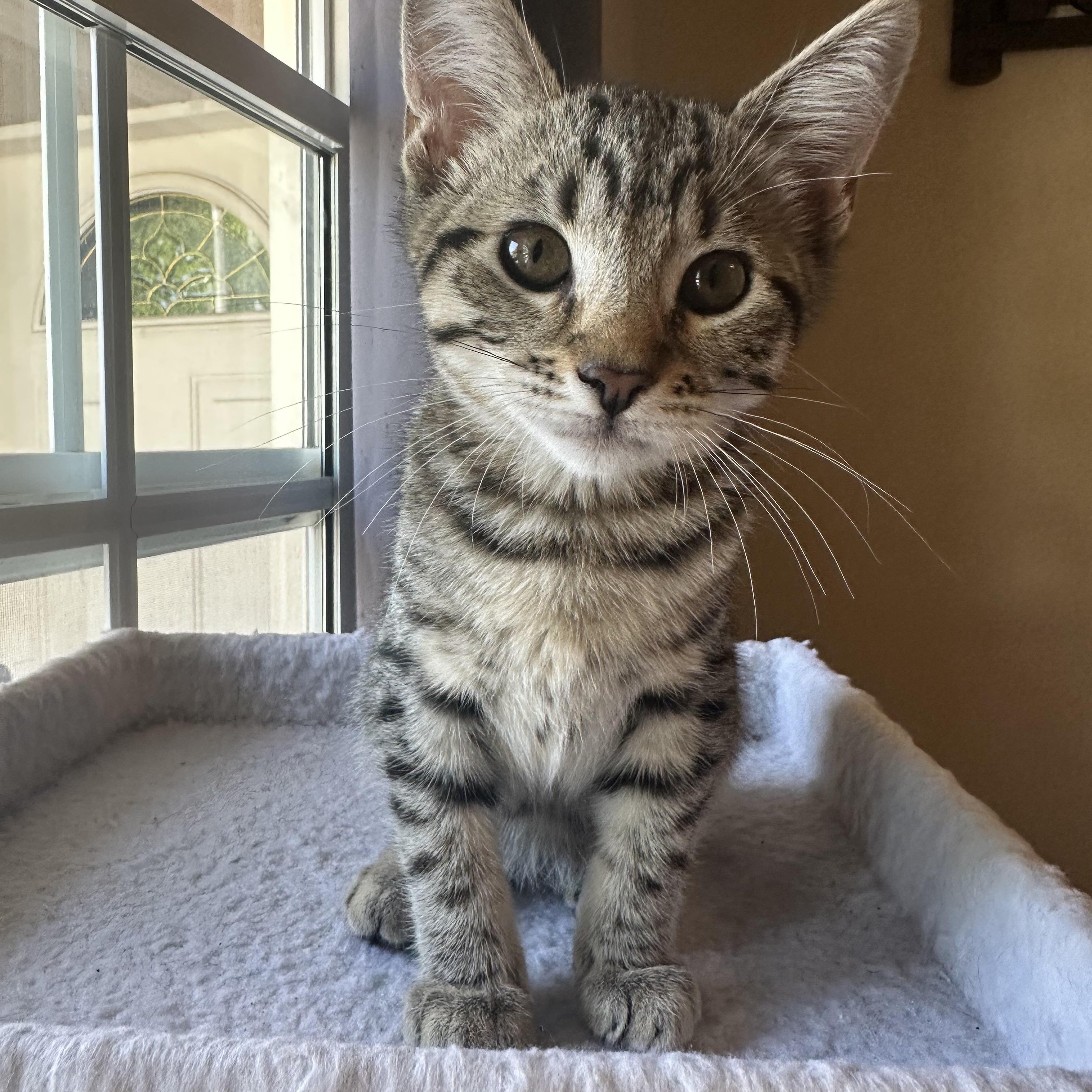 Lucy, Adoptable, Kitten Female American Shorthair & Tabby.
