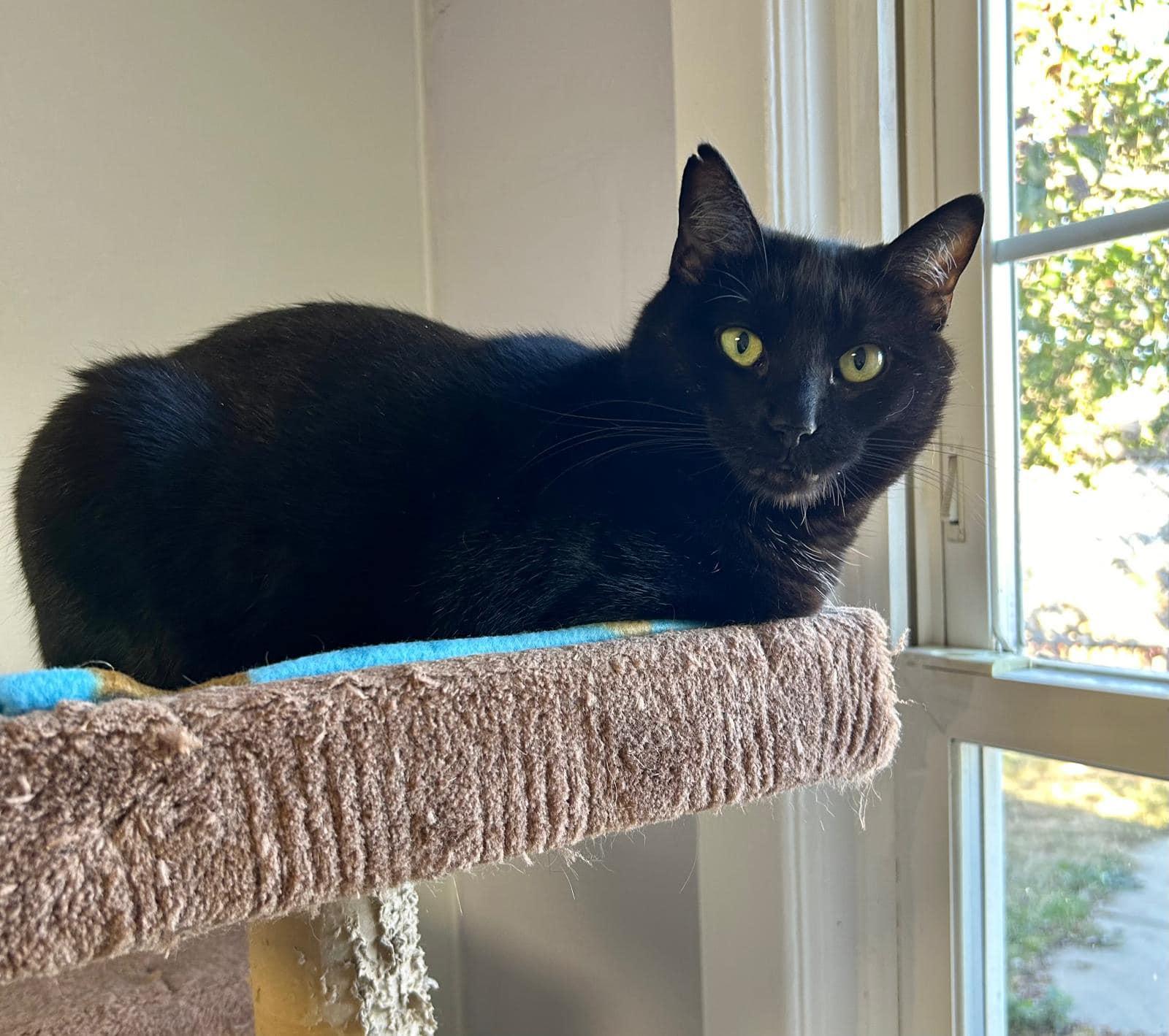 Eliza, a Adoptable Domestic Short Hair in Freeport, NY image 2/4