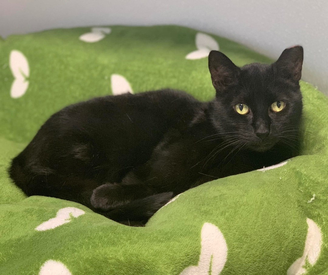 Eliza, a Adoptable Domestic Short Hair in Freeport, NY image 3/4