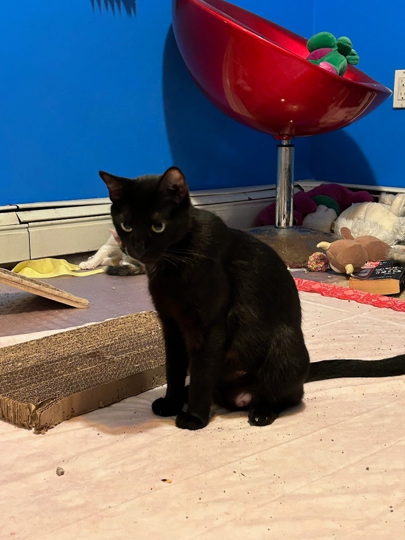 Eliza, a Adoptable Domestic Short Hair in Freeport, NY image 4/4