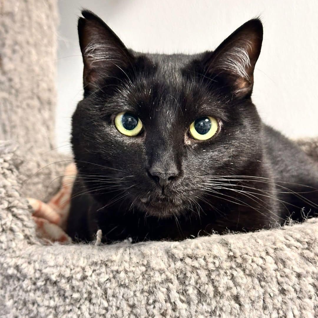 Eliza, a Adoptable Domestic Short Hair in Freeport, NY image 1/4