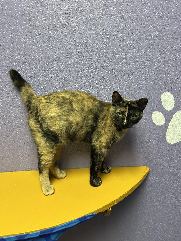 Enlarge Stubby, a Adoptable mixed breed in Temperance, MI image 2/2