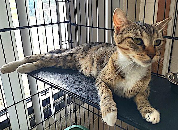 Enlarge Mama Mia, a Adoptable Domestic Short Hair in Albemarle, NC image 1/3