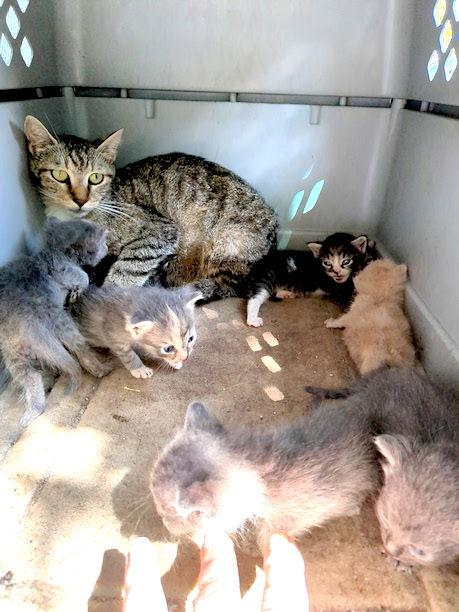 Enlarge Mama Mia, a Adoptable Domestic Short Hair in Albemarle, NC image 2/3