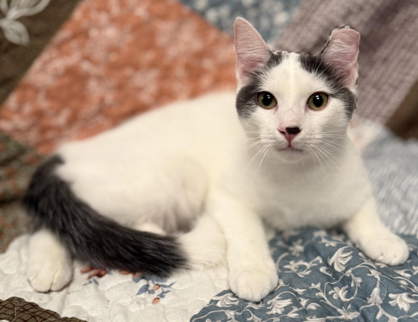 Winston, Adoptable, Young Male American Shorthair.