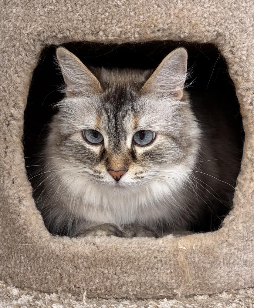 Blue, a ADOPTABLE mixed breed in Shelby Township, MI image 1/2