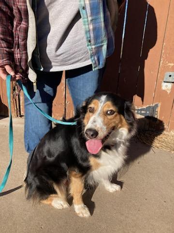 Enlarge Piper, a Adoptable Australian Shepherd in Elk River, MN image 1/1