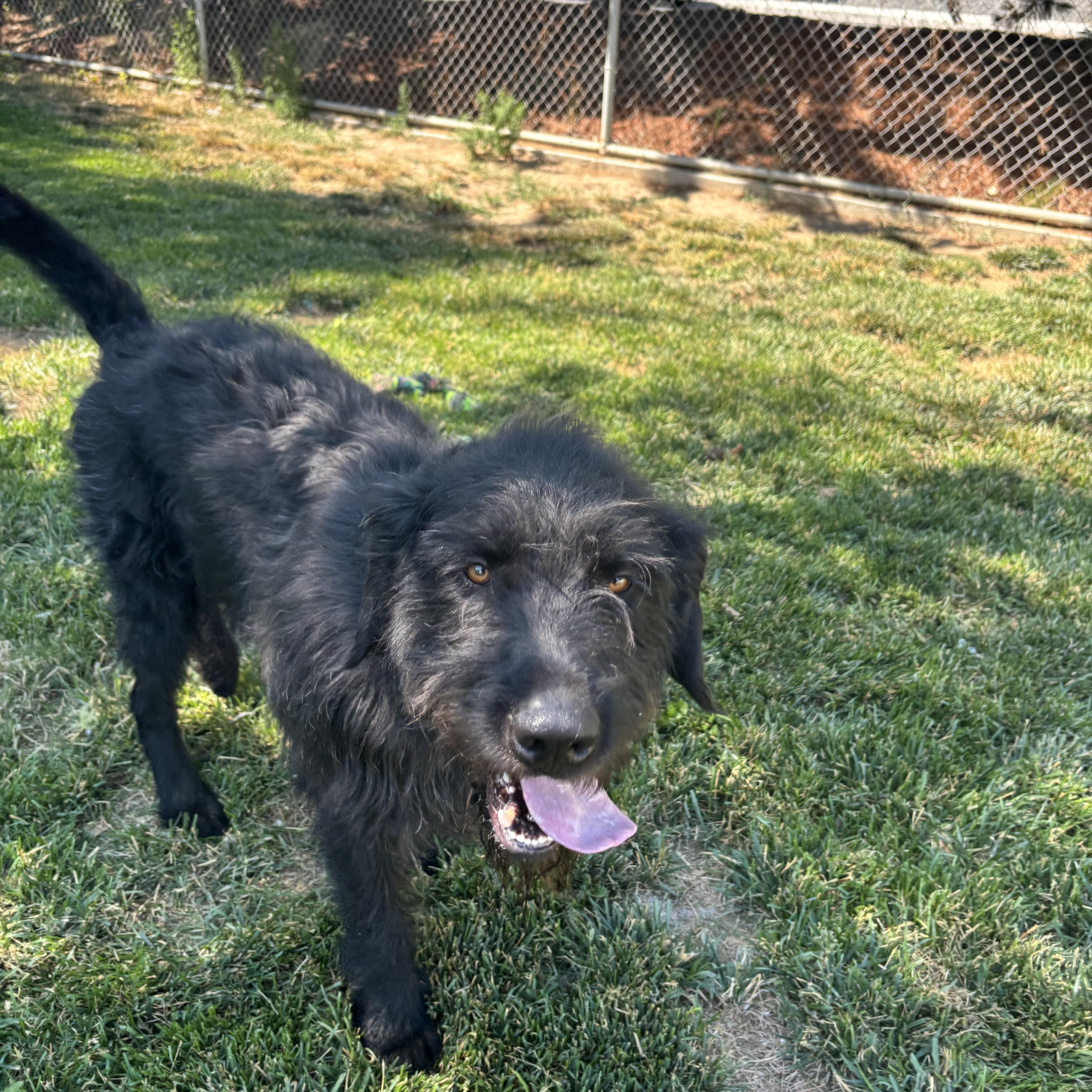 Scottie, ADOPTABLE, Adult Male Poodle & Labrador Retriever.