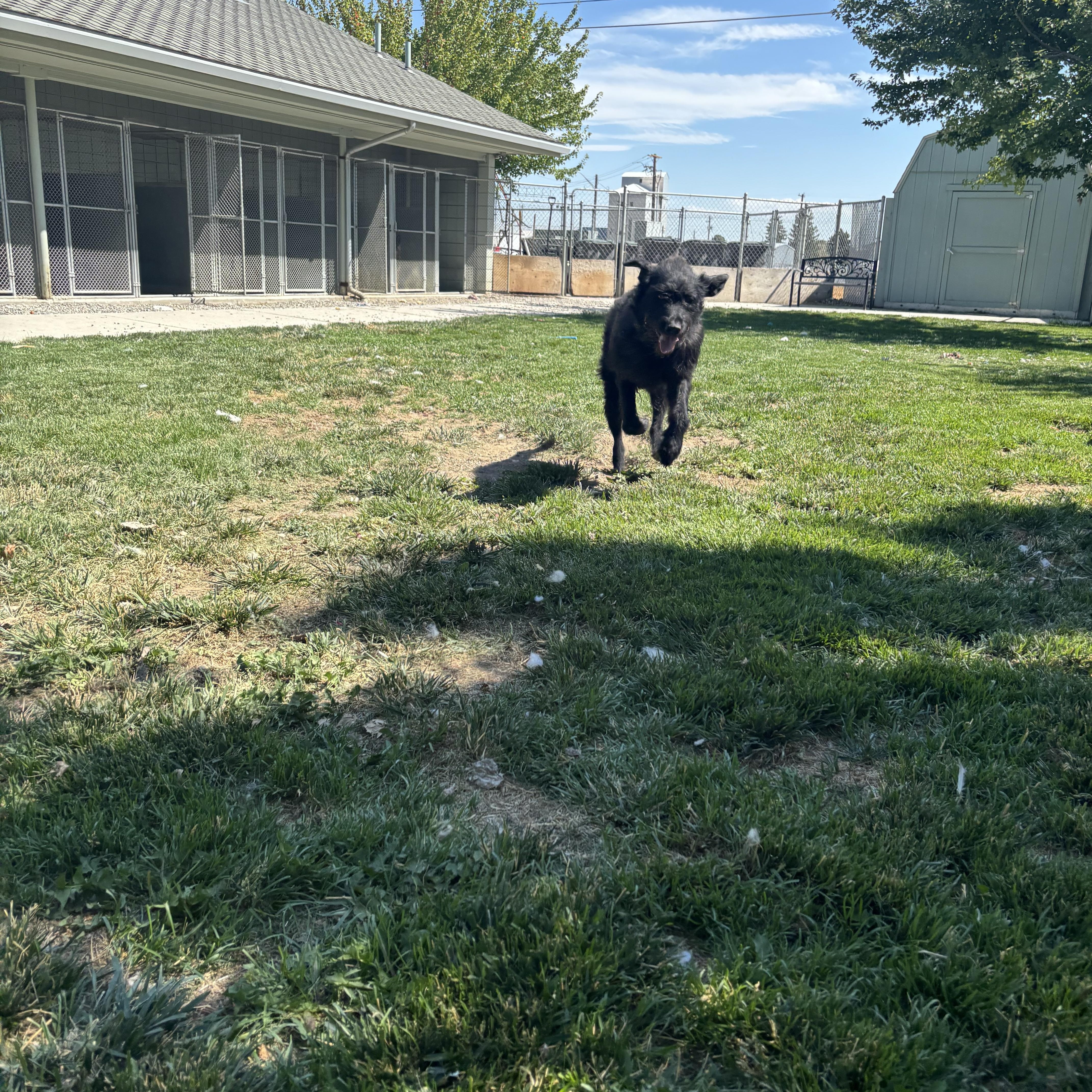 Enlarge Scottie, a ADOPTABLE mixed breed in Quincy, WA image 4/4