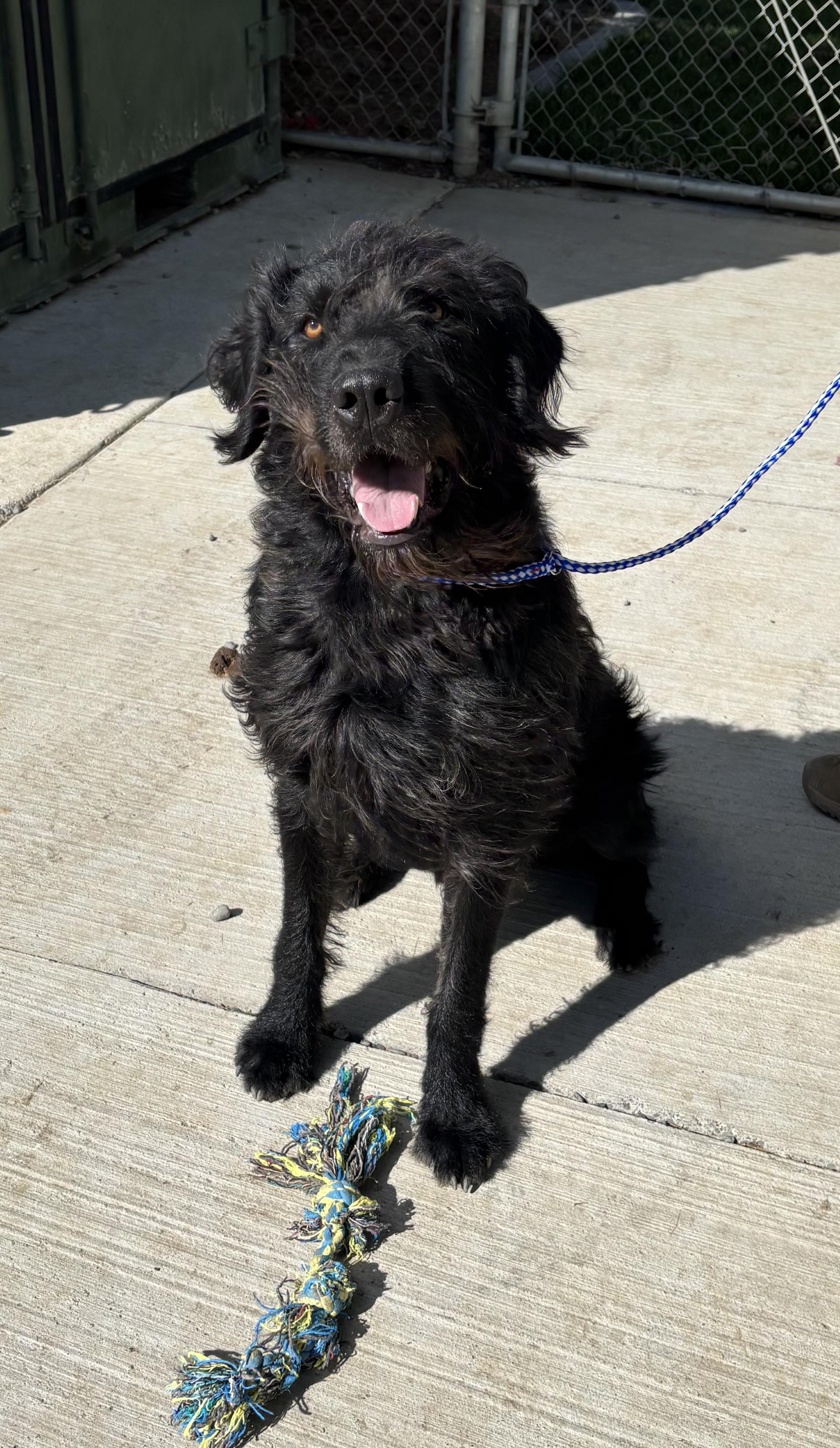 Enlarge Scottie, a Adoptable mixed breed in Quincy, WA image 1/1