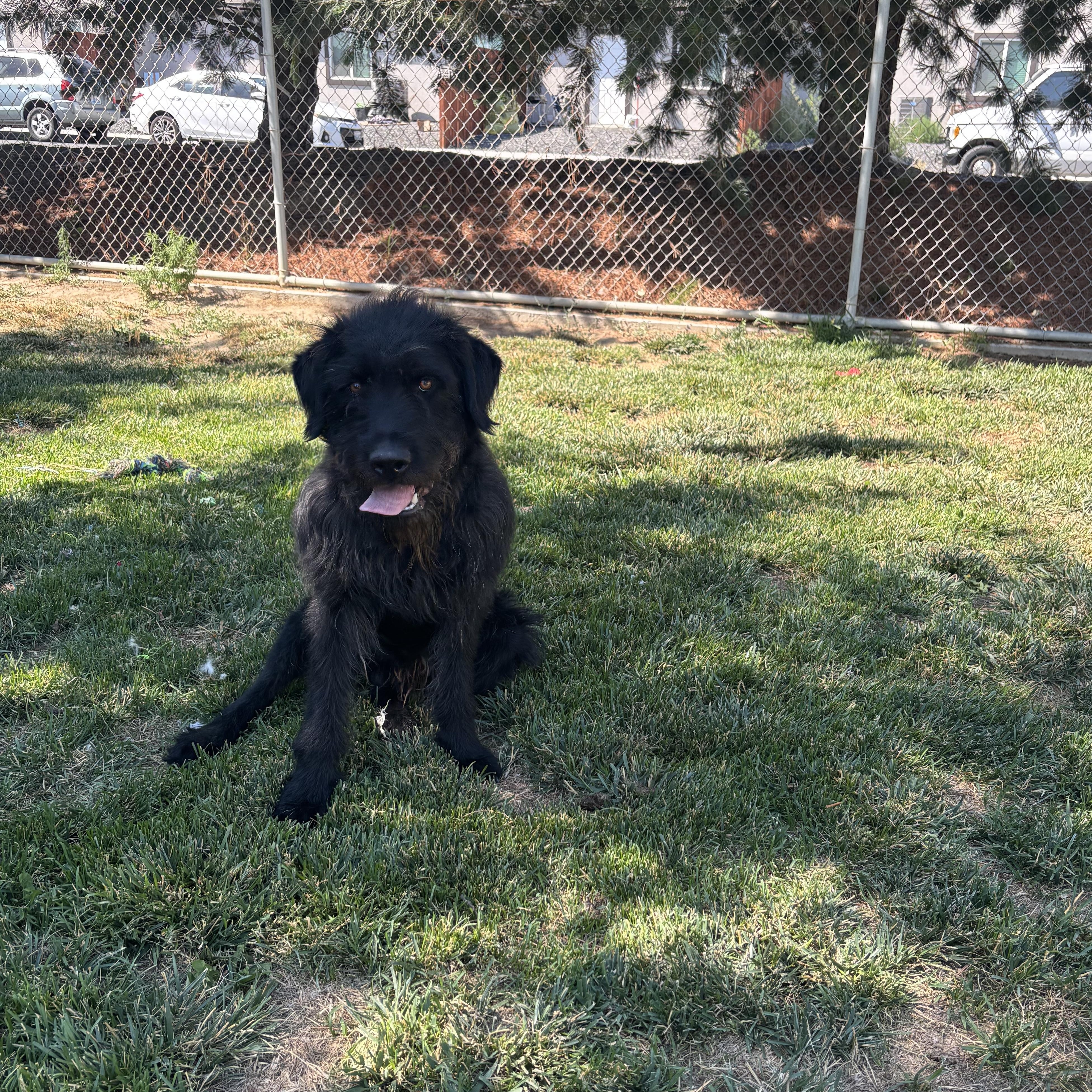 Enlarge Scottie, a ADOPTABLE mixed breed in Quincy, WA image 3/4