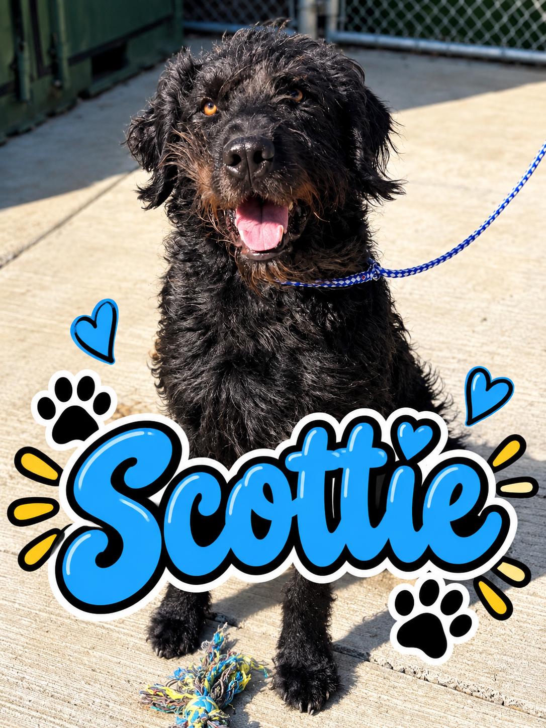 Scottie, Adoptable, Adult Male Poodle & Labrador Retriever.