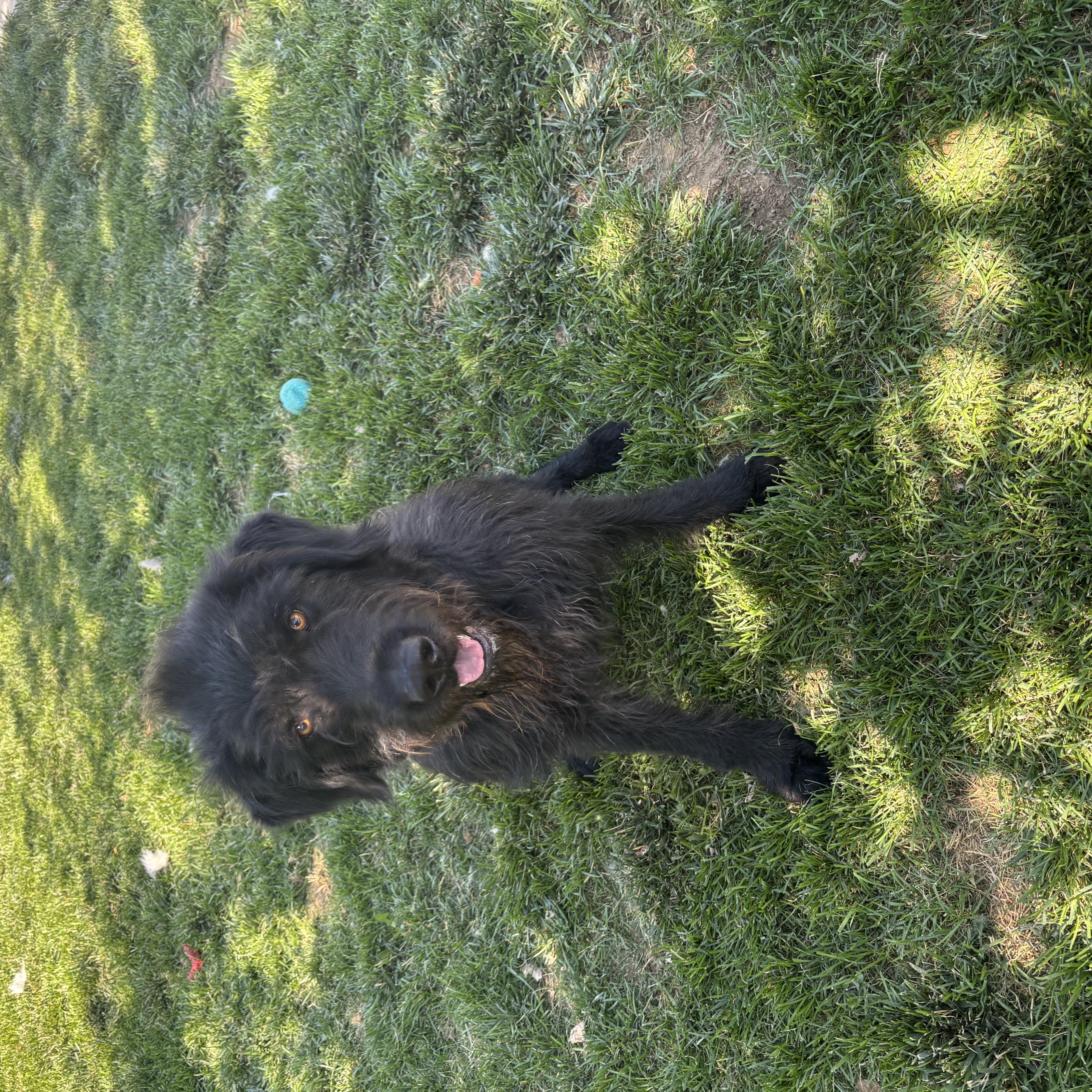 Enlarge Scottie, a ADOPTABLE mixed breed in Quincy, WA image 2/4