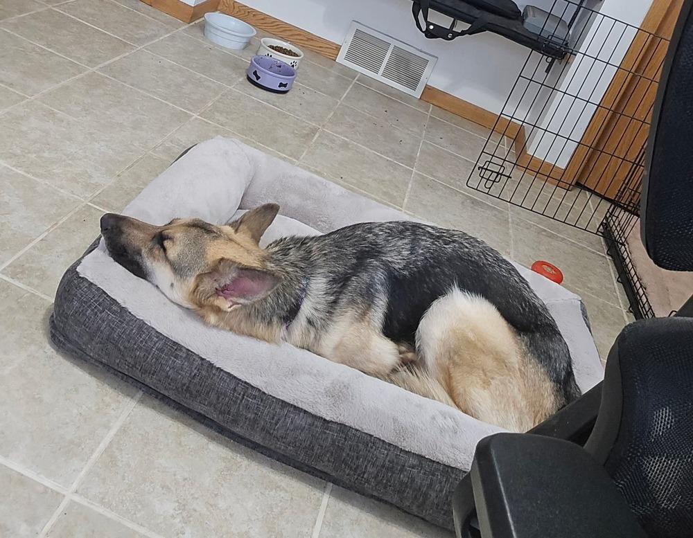 Macey, Adoptable, Adult Female German Shepherd Dog.