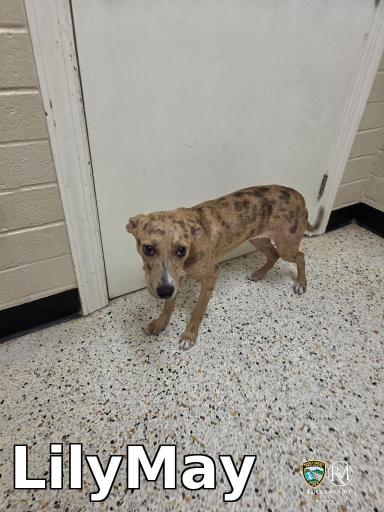 Enlarge LilyMay, a Adoptable Catahoula Leopard Dog in Rocky Mount, NC image 1/2