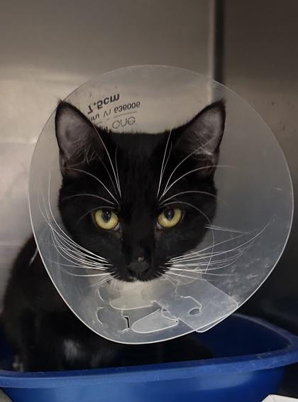 Potato, Young Female Domestic Short Hair