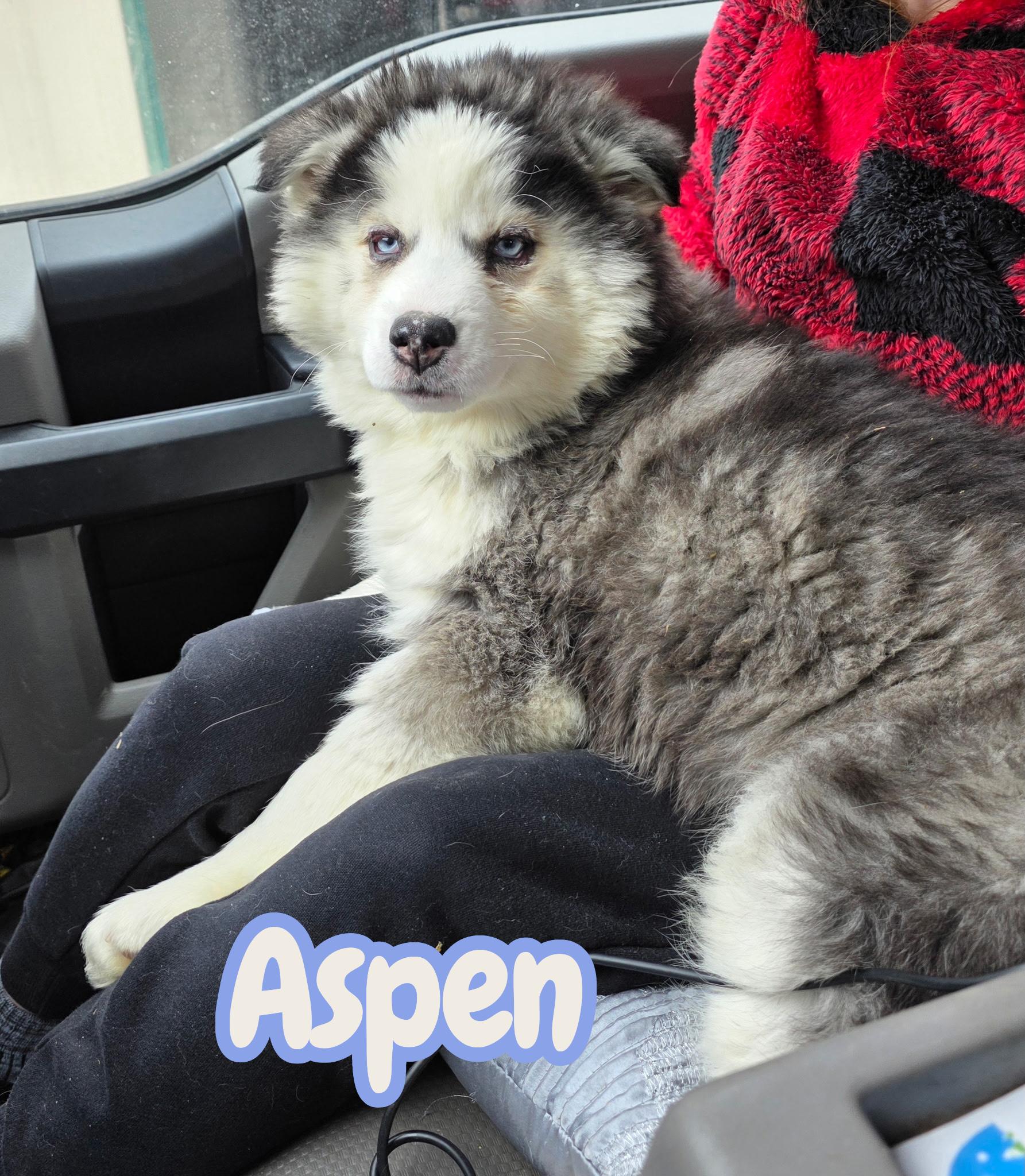 Aspen , ADOPTABLE, Puppy Female Husky.