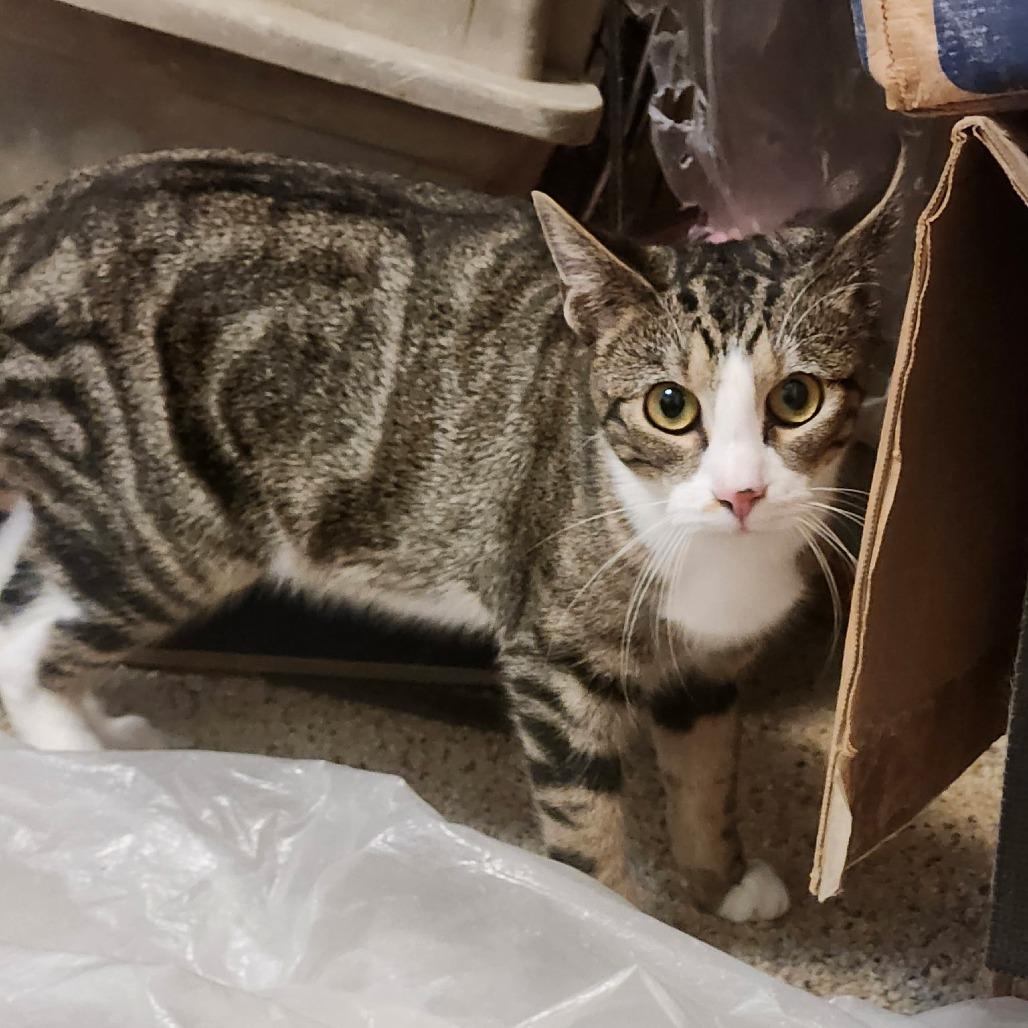 Enlarge Raven, a Adoptable Domestic Short Hair in Charlottesville, VA image 2/3