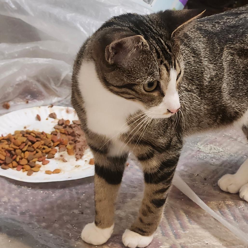 Enlarge Raven, a Adoptable Domestic Short Hair in Charlottesville, VA image 3/3