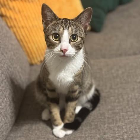 Enlarge Raven, a Adoptable Domestic Short Hair in Charlottesville, VA image 4/5