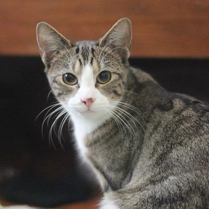 Enlarge Raven, a Adoptable Domestic Short Hair in Charlottesville, VA image 5/5