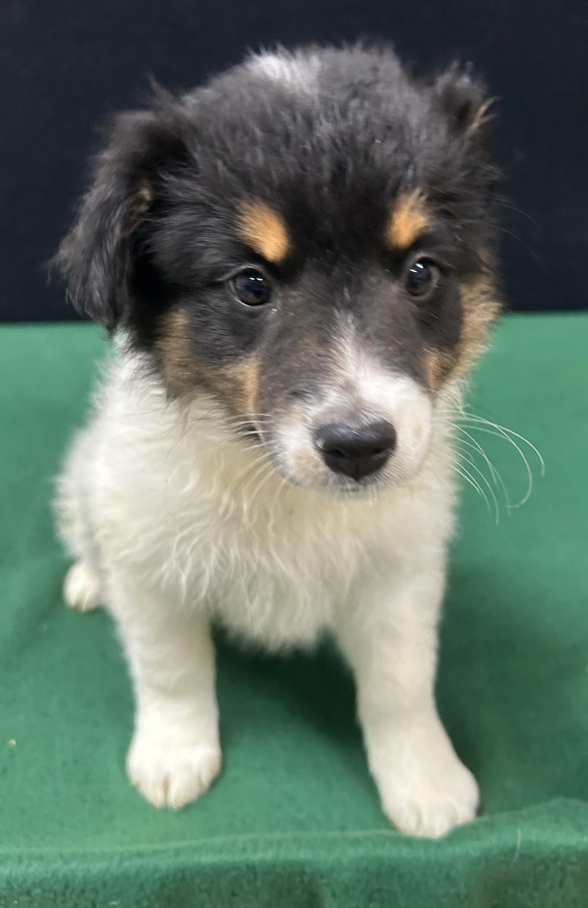 Enlarge Jenny, a Adoptable mixed breed in Neillsville, WI image 4/5