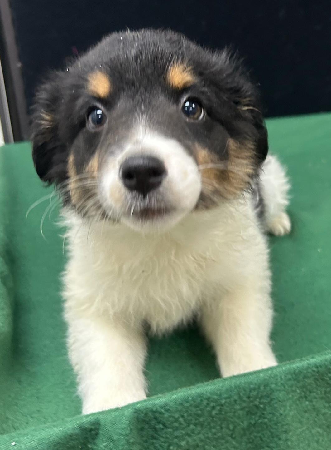 Enlarge Jenny, a Adoptable mixed breed in Neillsville, WI image 1/5