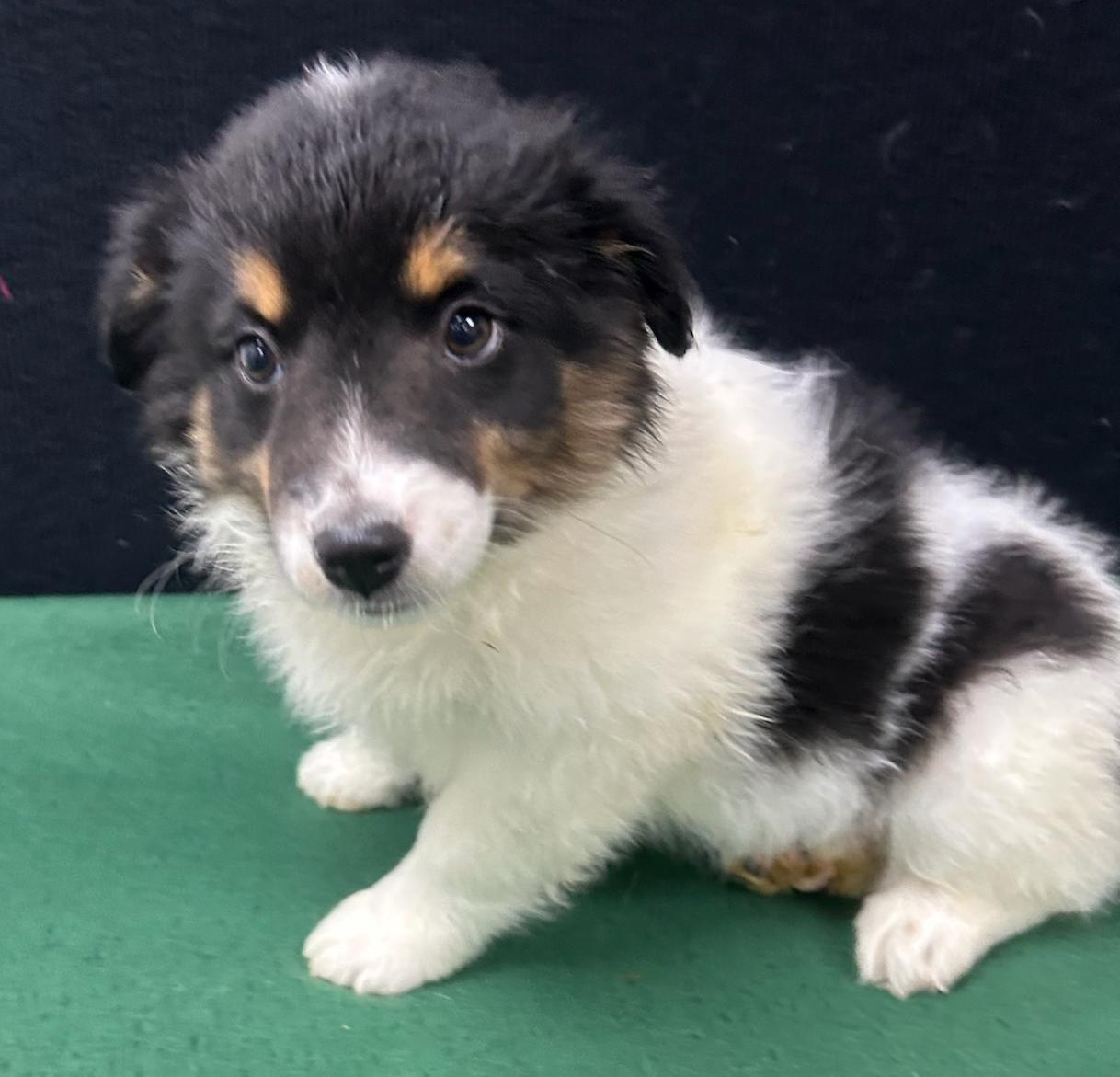 Enlarge Jenny, a Adoptable mixed breed in Neillsville, WI image 2/5