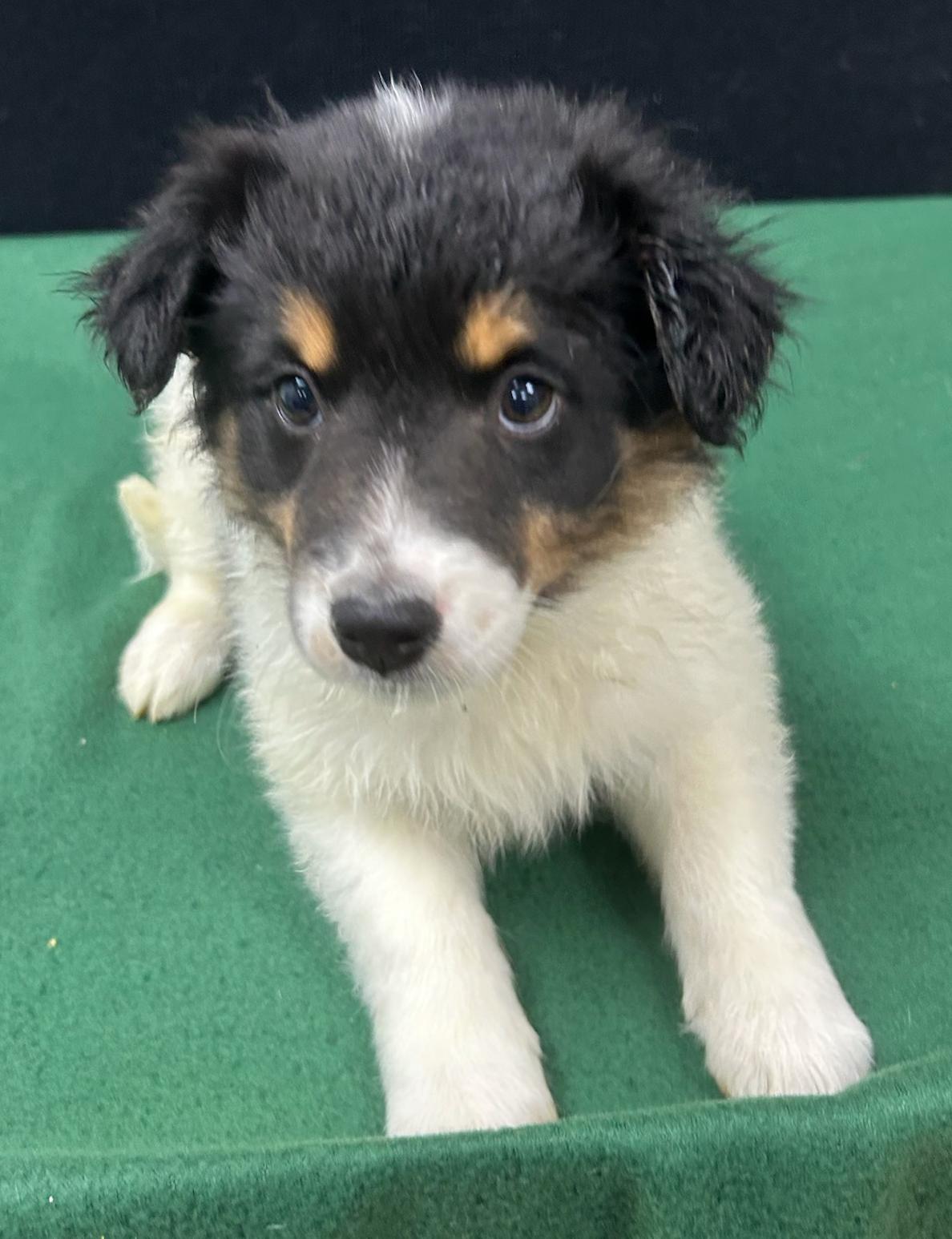 Enlarge Jenny, a Adoptable mixed breed in Neillsville, WI image 5/5