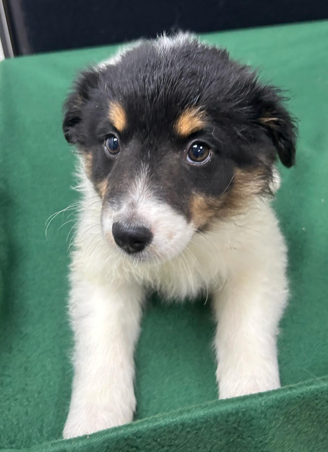 Enlarge Jenny, a Adoptable mixed breed in Neillsville, WI image 3/5