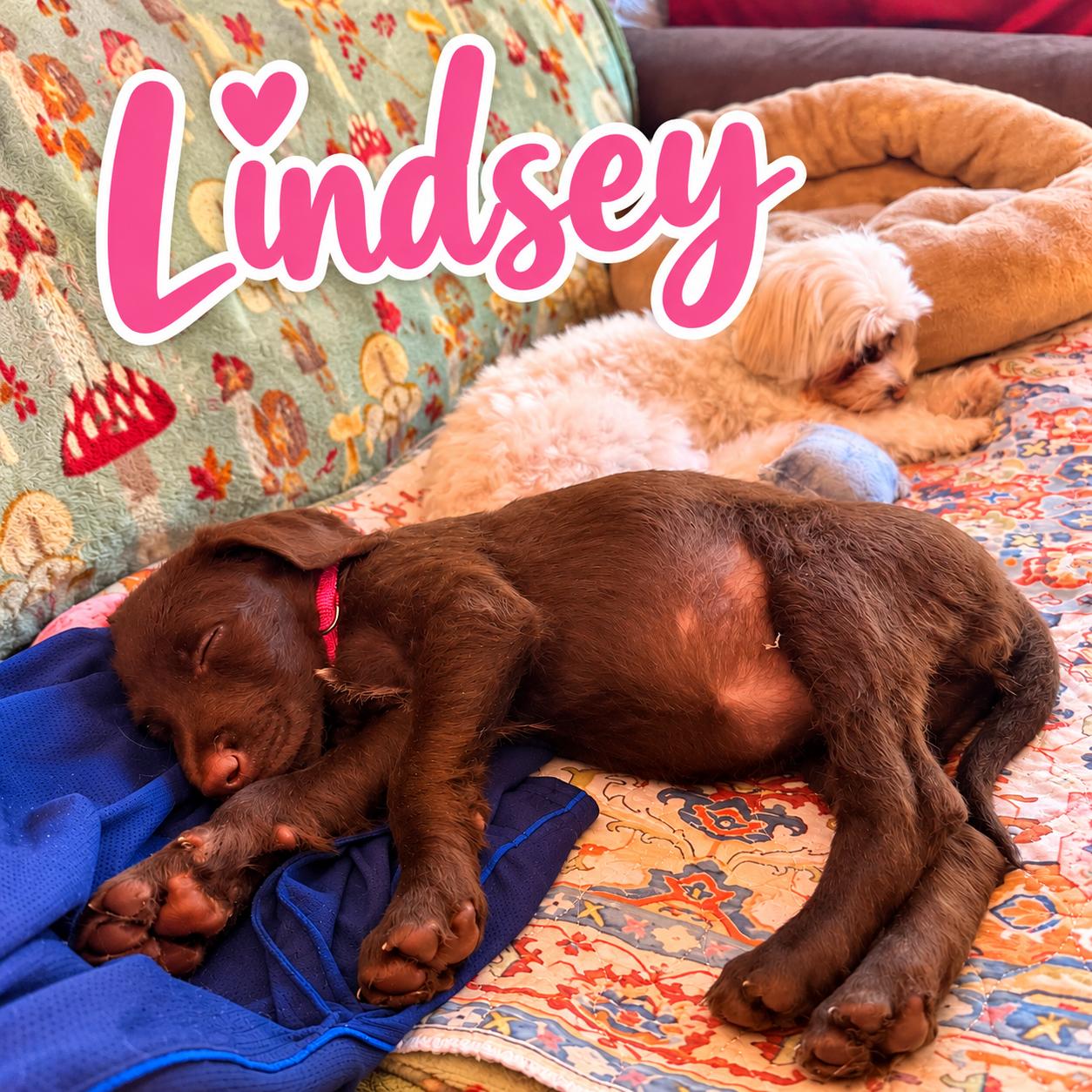 Rachel, Adoptable, Puppy Female Doberman Pinscher & Labradoodle.