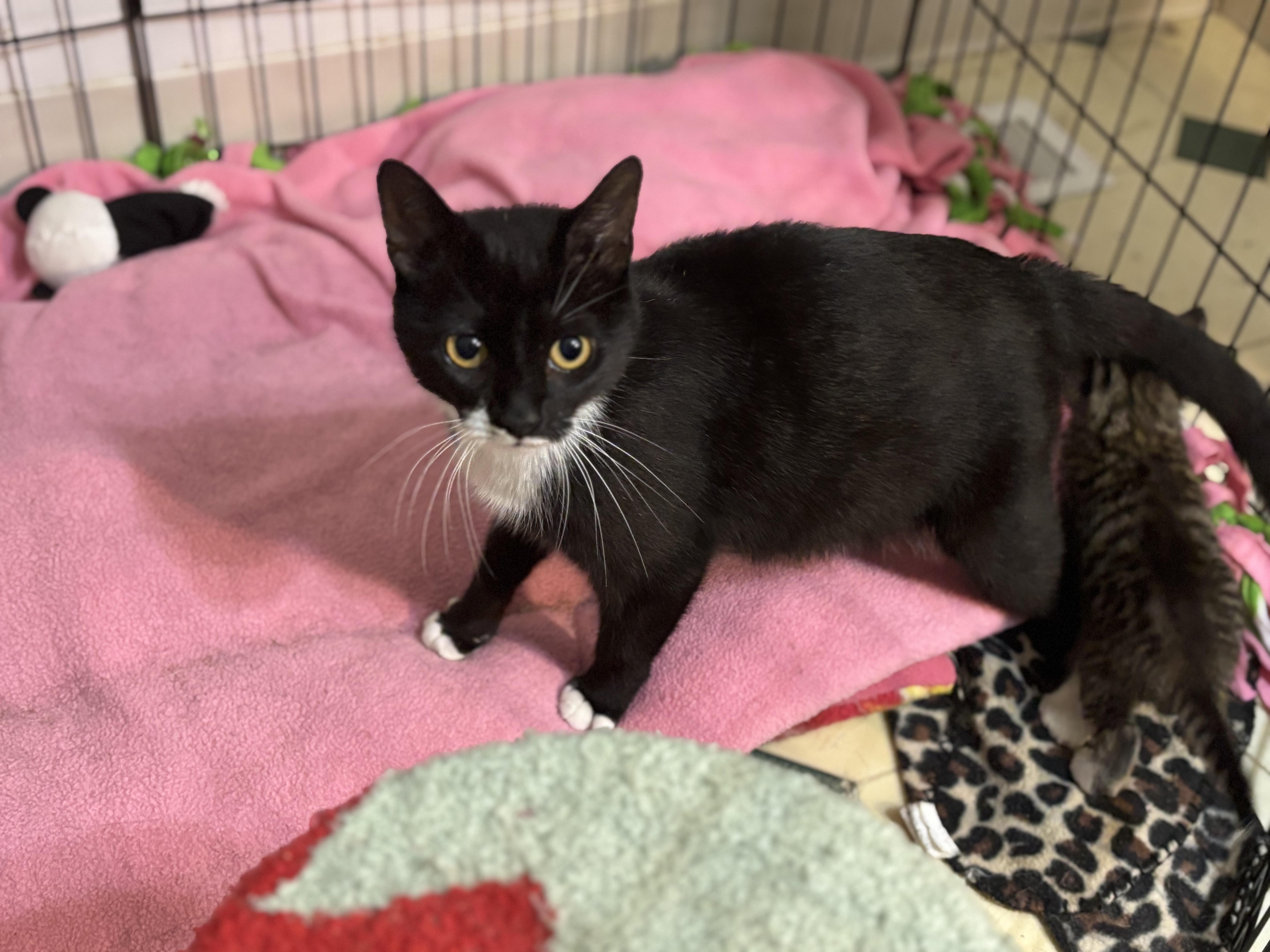 Jessie, a Adoptable Tuxedo in Hopkinsville, KY image 3/5